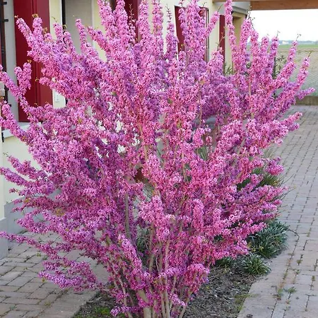 La Garzetta Oda ve Kahvaltı Adria